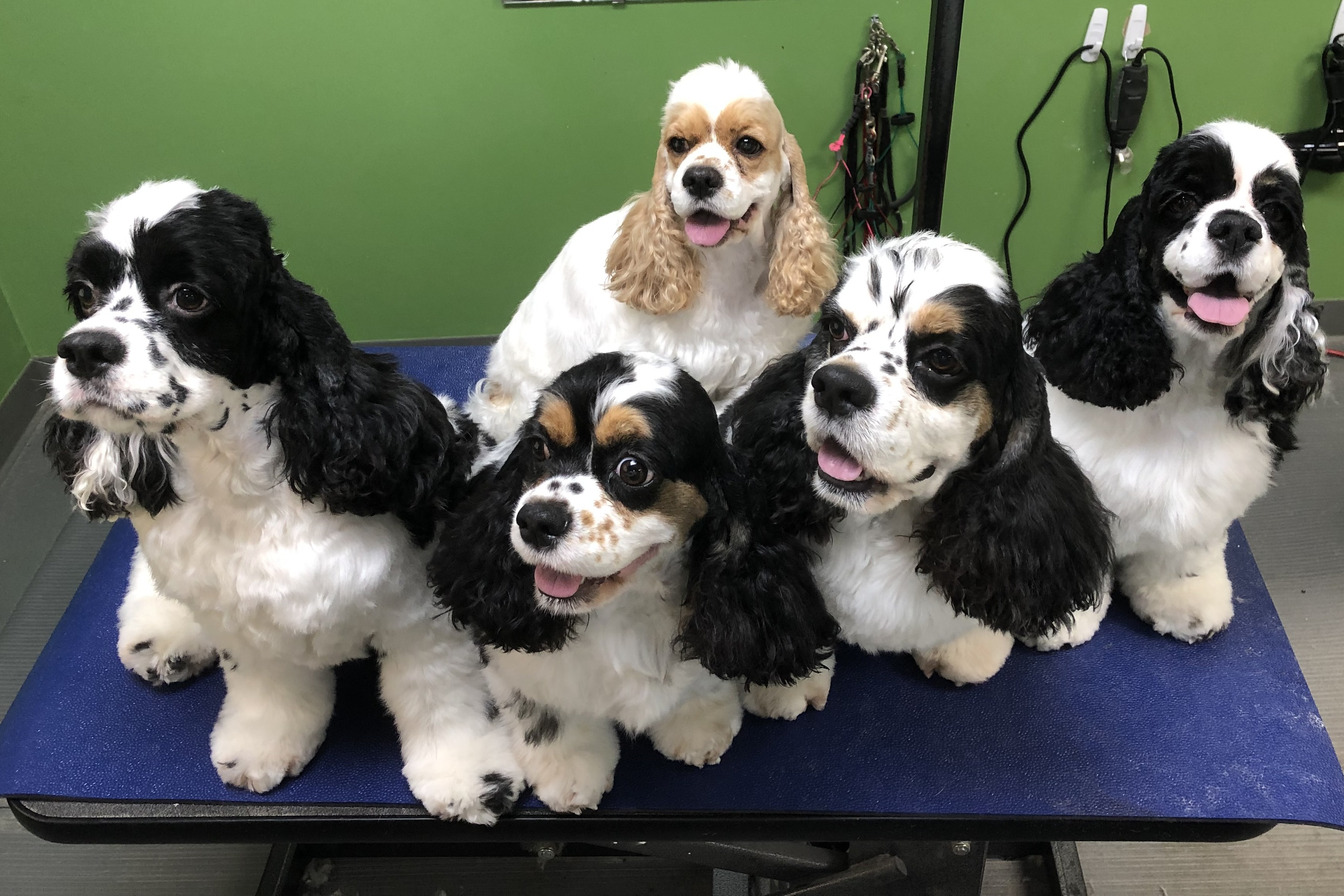 Adult cocker spaniel
